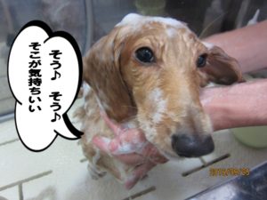 シャンプー中ミニチュアダックス