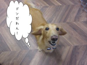 施術後ミニチュアダックス