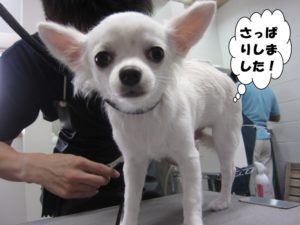 施術後チワワ
