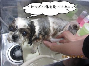 シャンプー中シーズー