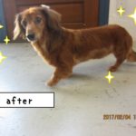 元気ミニチュアダックス