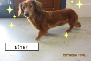 元気ミニチュアダックス