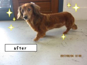 元気ミニチュアダックス