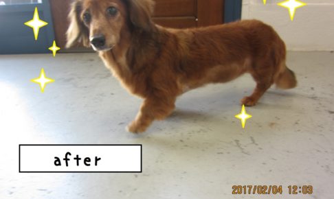 元気ミニチュアダックス