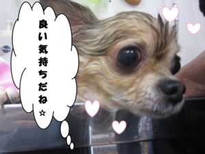 シャンプー中チワワ