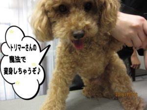 カット前トイプードル