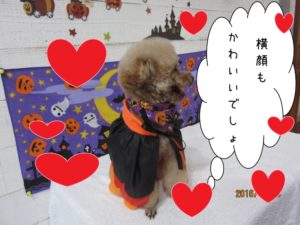 カット後トイプードル