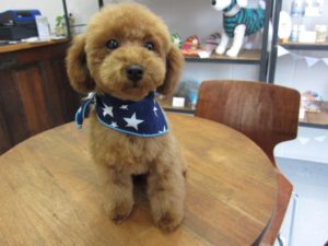 カット後トイプードル