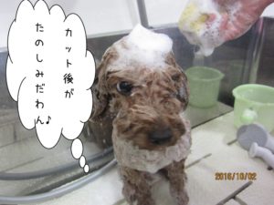 シャンプー中トイプードル
