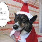 サンタさんコーギー