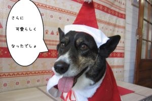 サンタさんコーギー