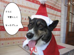 サンタさんコーギー