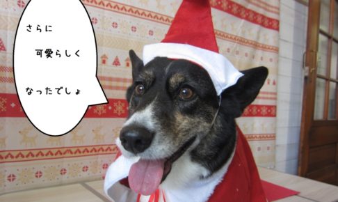 サンタさんコーギー