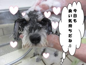 シャンプー中Mシュナ