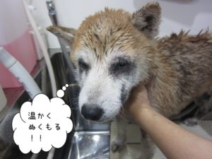シャンプー中柴犬
