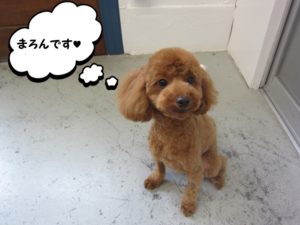 施術後トイプードル