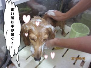 シャンプー中ミニチュアダックス