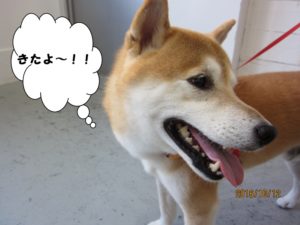 施術前柴犬