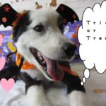 ハロウィンボーダーコリー