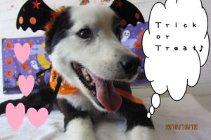ハロウィンボーダーコリー