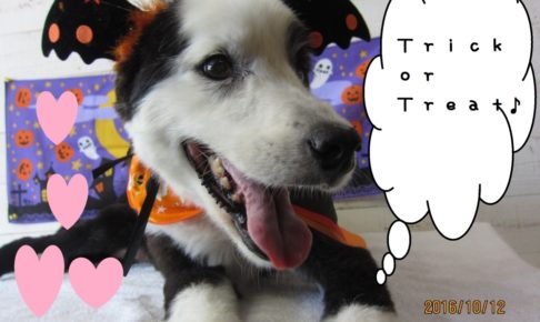 ハロウィンボーダーコリー