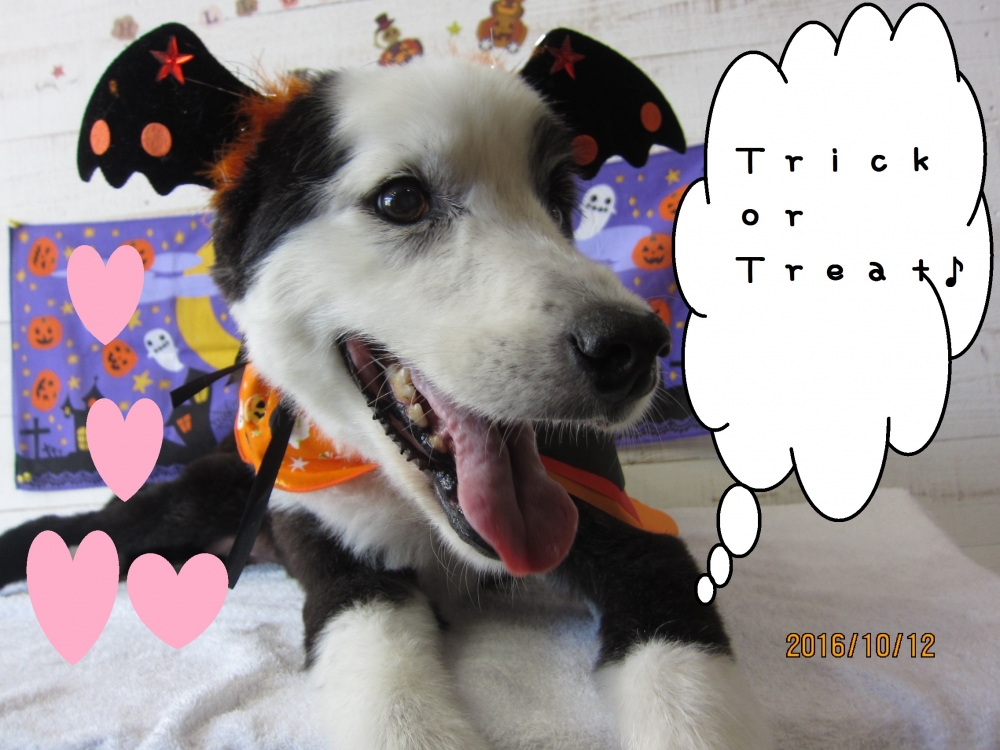 ハロウィンボーダーコリー