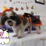 ハロウィンシーズー