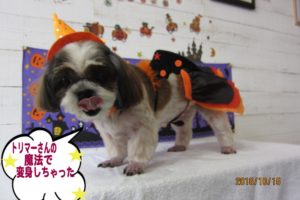 ハロウィンシーズー