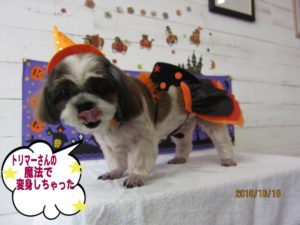 ハロウィンシーズー