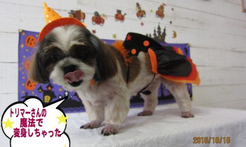 ハロウィンシーズー