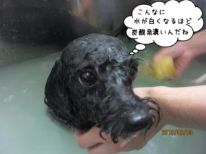 スパ中トイプードル