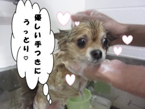 シャンプー中チワワ