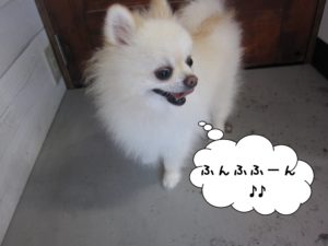 カット前ポメラニアン
