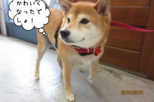 おすまし柴犬