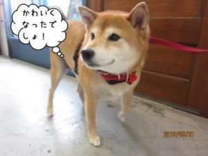 おすまし柴犬