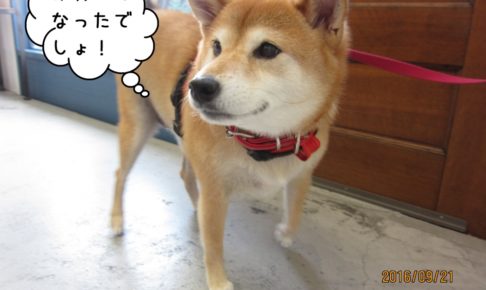 おすまし柴犬