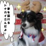 トナカイさんパピヨン