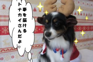 トナカイさんパピヨン