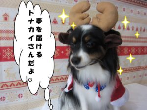 トナカイさんパピヨン