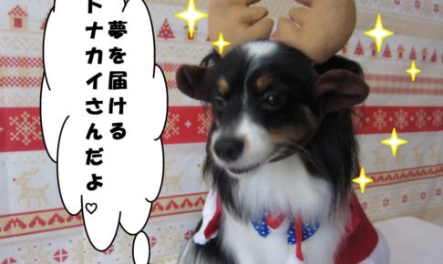 トナカイさんパピヨン