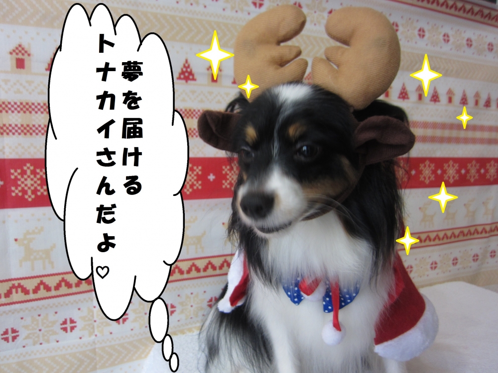 トナカイさんパピヨン