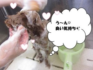 シャンプー中トイプードル
