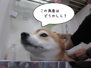 スパ中柴犬