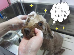 シャンプー中トイプードル