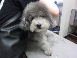 カット前トイプードル