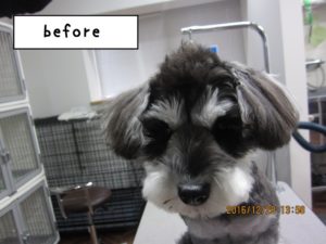 カット前Mシュナ