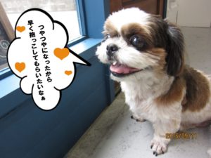 施術後シーズー