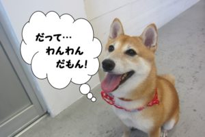 笑顔柴犬