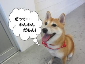 笑顔柴犬