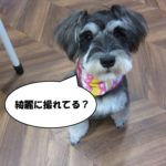 おすましおすわりMシュナ